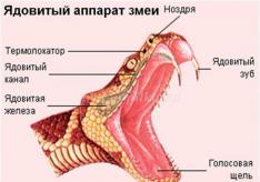 Шкатулка из кожи растительного дубления